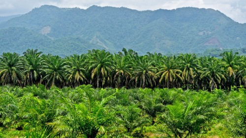 A palm oil plantation in the Colombian countryside.