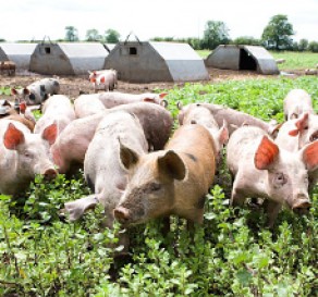 We Farm It